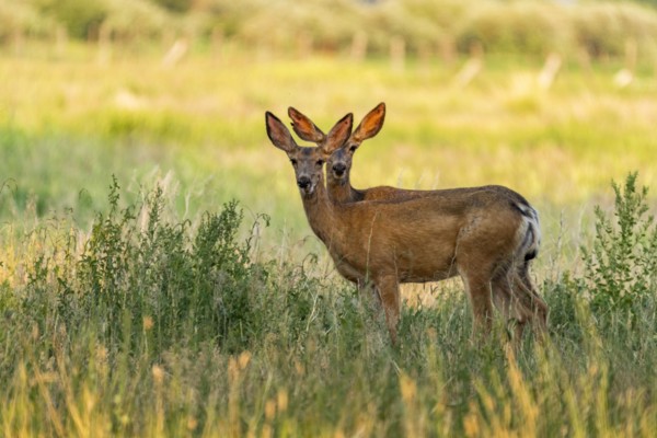 Deer standing in field and looking at camera