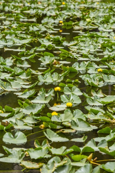 Lily pond filled with lily pads