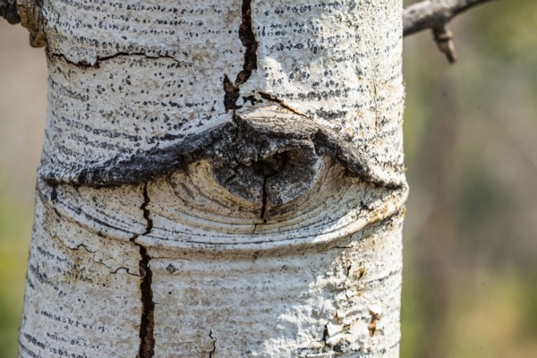 Eye-shaped formation in Aspen tree
