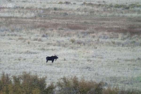 Bull moose in field at dusk