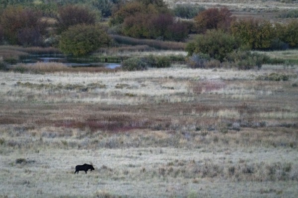 Bull moose in field at dusk