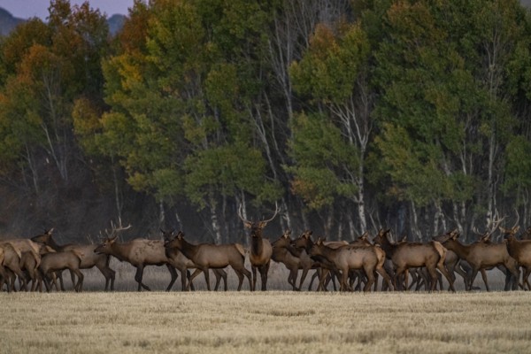Herd of elk at dusk near Sun Valley
