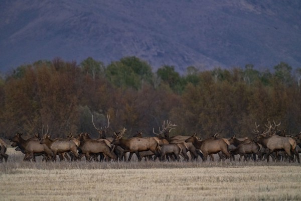 Herd of elk at dusk near Sun Valley