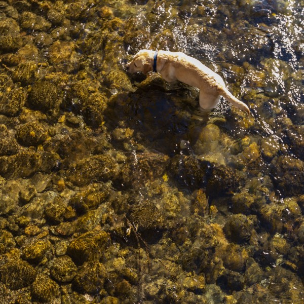 Golden Retriever wading in Big Wood River