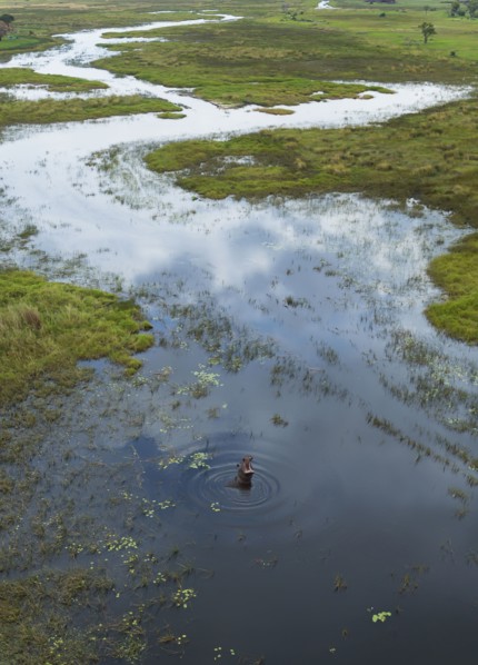 Hippopotamus swimming in rural river