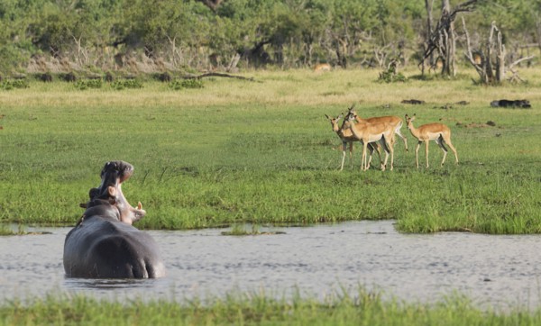 Hippopotamus roaring at antelope in remote water hole