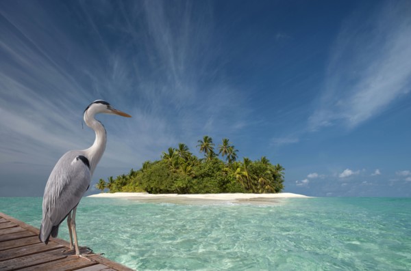 Stork standing on wooden dock near tropical island