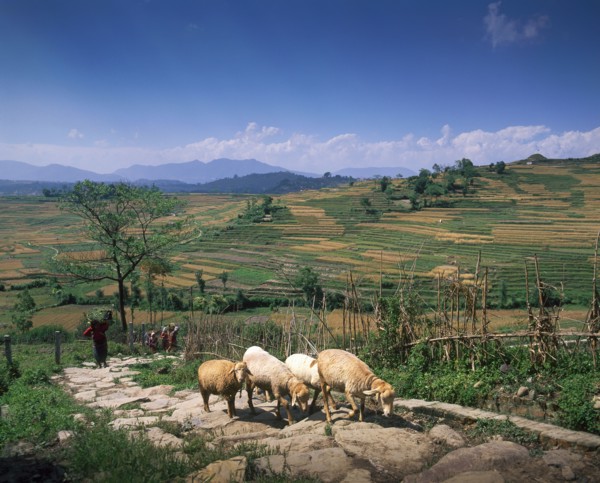 Flock of sheep walking on remote road