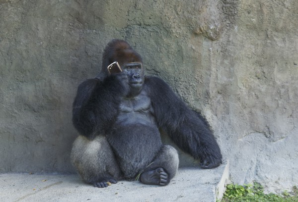 Gorilla sitting against stone wall using cell phone