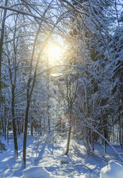 Sunshine over trees in snowy forest