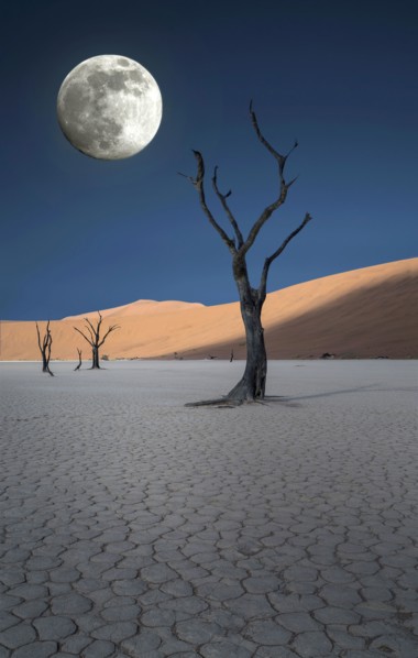 Dead trees and sand dunes in remote desert landscape