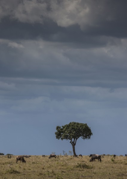 Animals grazing in savanna field