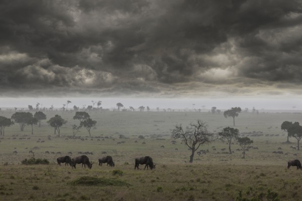 Storm clouds over savanna field