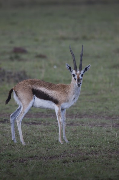 Animal grazing in field