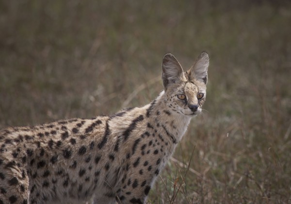 Animal standing in savanna field