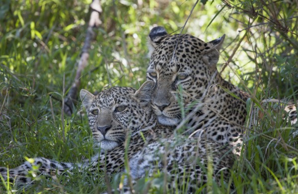Leopards laying in grass