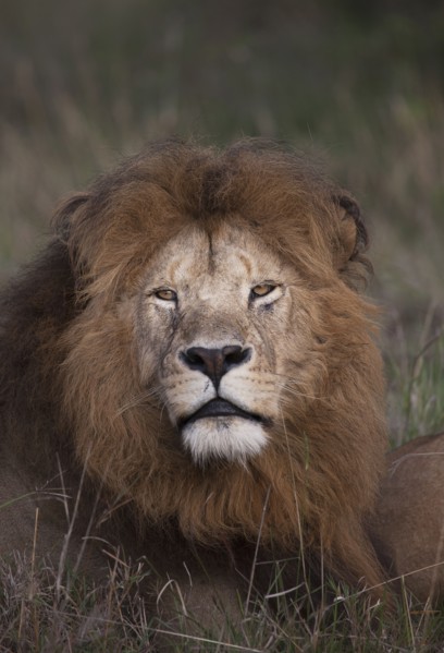 Lion laying in grass