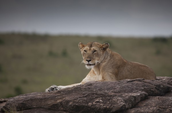 Lioness laying on tree