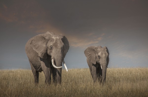 Elephant and calf grazing in savanna field