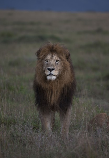 Lion standing in remote field
