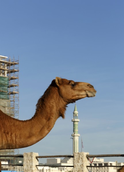 Profile of camel under blue sky