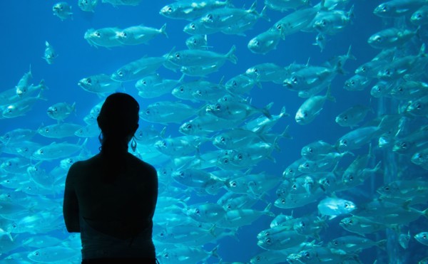 Silhouette of Caucasian woman admiring fish at aquarium
