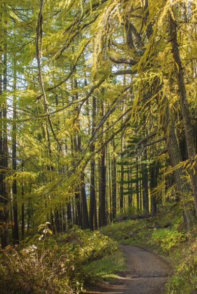 Path in forest