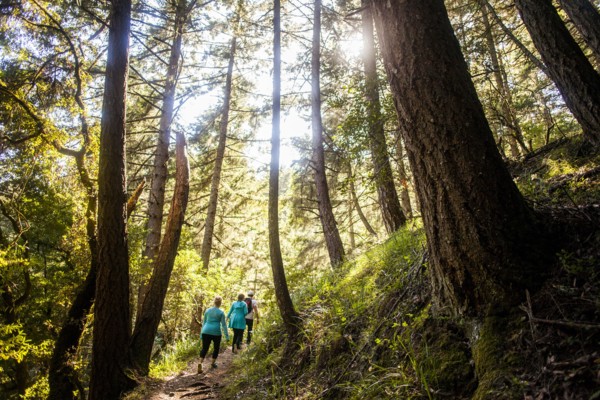 Women hiking in sunny forest