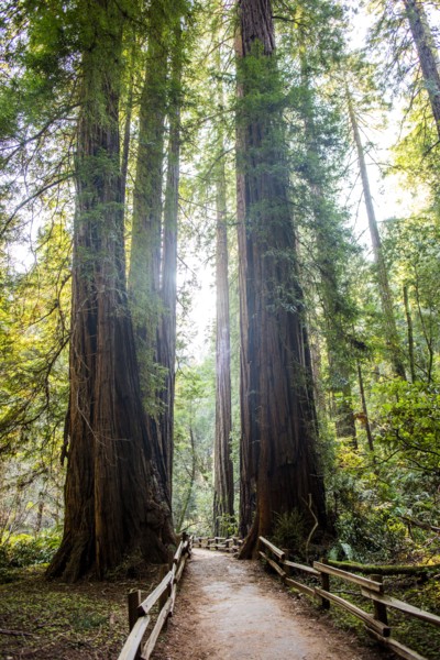 Tall trees over fenced dirt path in forest