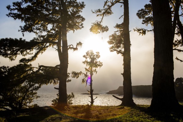 Trees growing near ocean