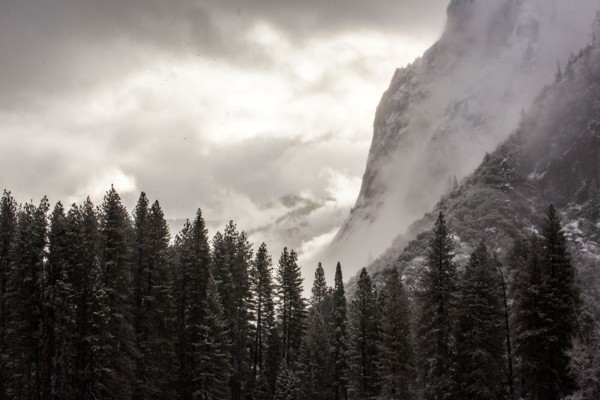 Forest and mountains in Yosemite National Park