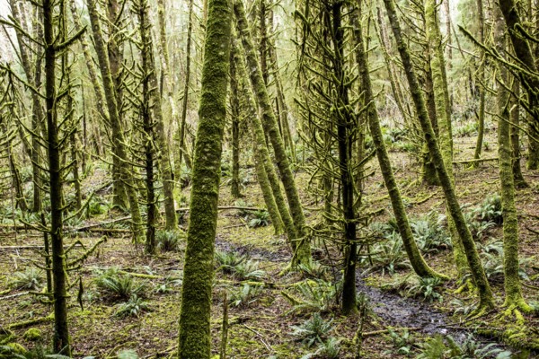 Green moss on forest trees
