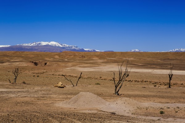 Bare trees in remote desert