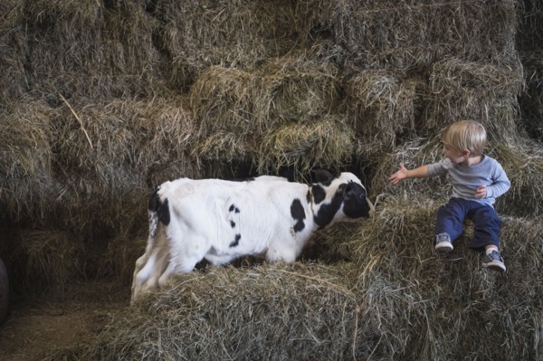 Caucasian boy laughing on haystacks near cows