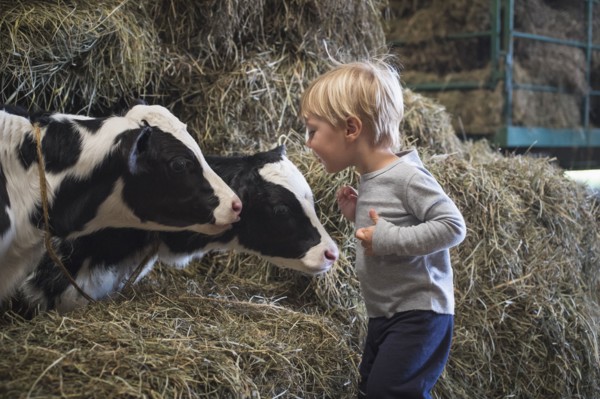 Caucasian boy laughing on haystacks near cows