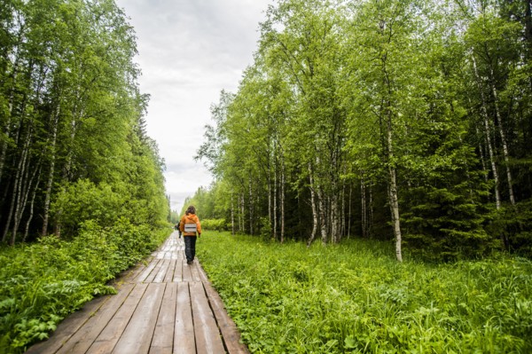 Caucasian hiker on wooden walkway in forest