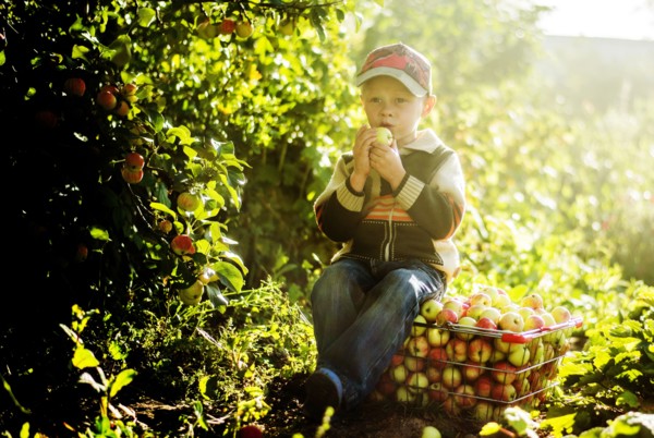Caucasian boy eating apples in orchard
