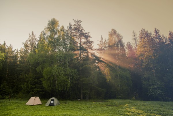 Sunbeams through trees in rural field