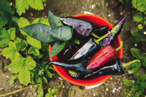 Bucket of peppers in vegetable garden