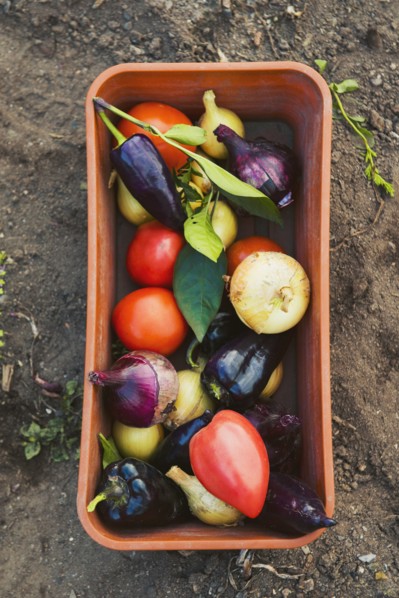 Bucket of vegetables in garden