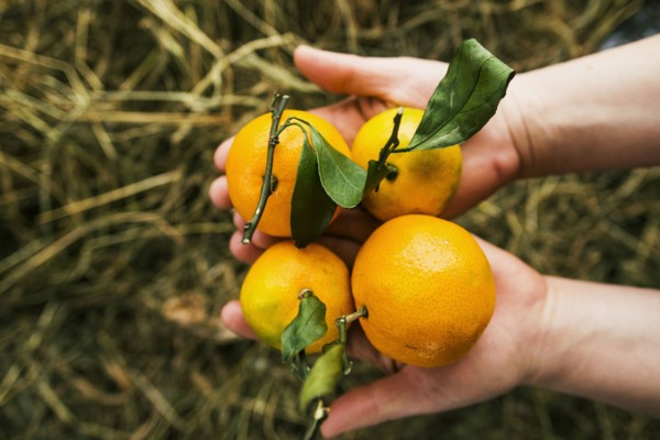 Gardener holding fruit in garden