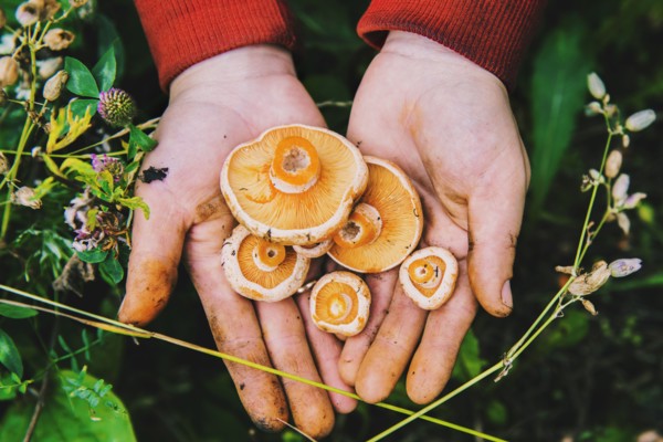 Gardener harvesting mushrooms in grass
