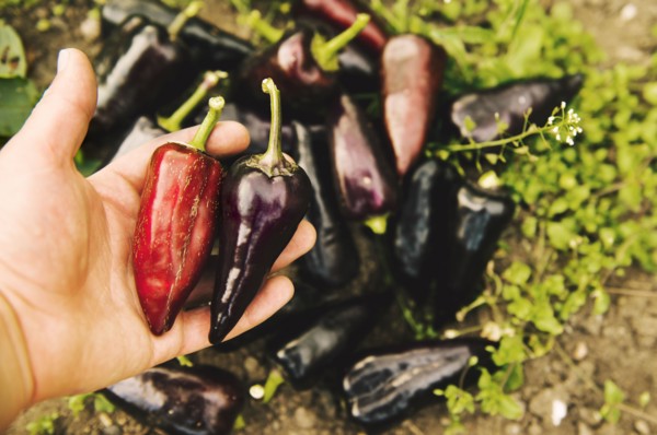 Gardener harvesting peppers in garden