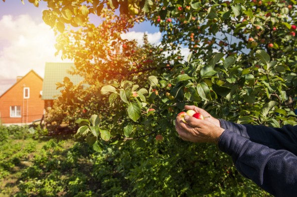 Caucasian farmer holding fruit in garden