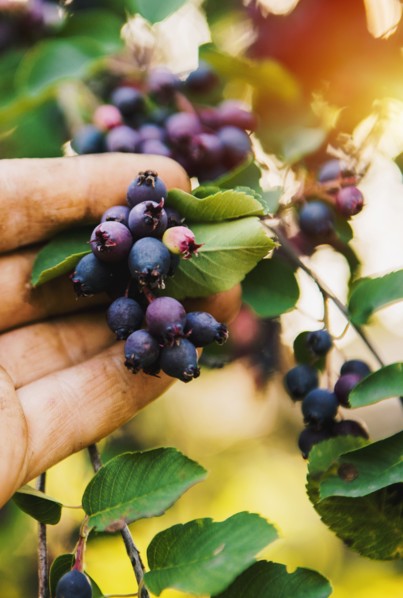 Low angle view of hand picking blueberries