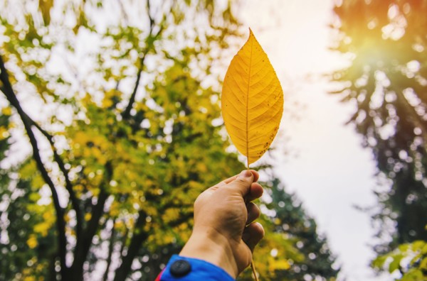 Low angle view of hand holding autumn leaf