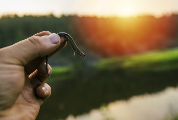 Hand holding lizard at sunset