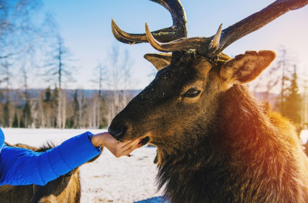 Woman feeding deer from hand in winter