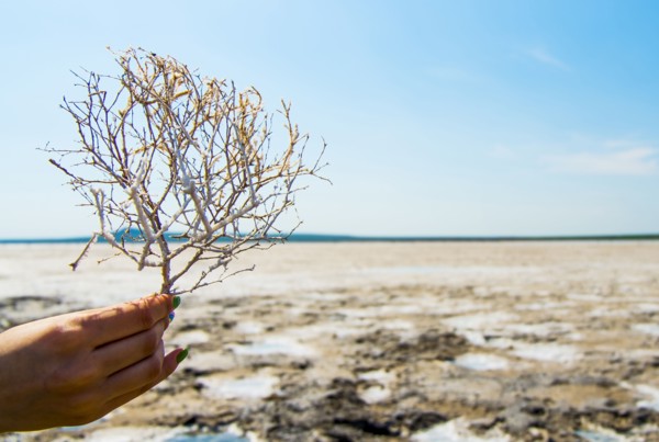 Hand of woman holding seaweed at beach