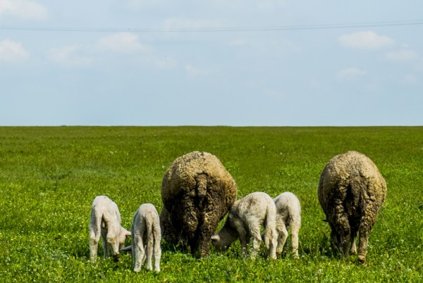Rear view of sheep grazing in grass field
